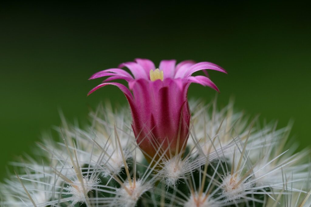 Plantes d'intérieur pour appartement sombre : les plus résistantes
