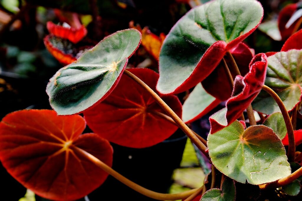 Quelles plantes pour une pièce peu lumineuse ?